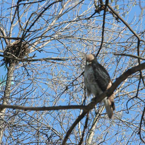 A larger photo of the Hawk